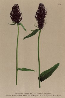 Кольник Галлера (Phyteuma Halleri (лат.)) (из Atlas der Alpenflora. Дрезден. 1897 год. Том V. Лист 436)