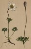 Ветреница, или анемона тирольская (Anemone baldensis (лат.)) (из Atlas der Alpenflora. Дрезден. 1897 год. Том II. Лист 125)