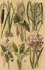 Рогоз широколистный (Typha latifolia), ежеголовка ветвистая (Sparganium ramosum), аройник пятнистый (Arum maculatum), частуха обыкновенная (Alisma Plantago), стрелолист обыкновенный (Sagittaria sagittifolia), сусак зонтичный (Butomus umbellatus)