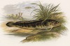 Налим (иллюстрация к "Пресноводным рыбам Британии" -- одной из красивейших работ 70-х гг. XIX века, выполненных в технике хромолитографии)