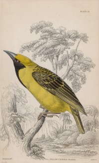 Ткачик желтоголовый (Ploceus flaviceps (лат.)) (лист 32 тома XXIII "Библиотеки натуралиста" Вильяма Жардина, изданного в Эдинбурге в 1843 году)
