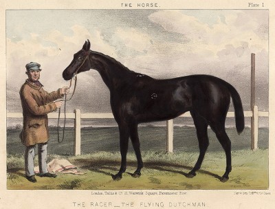 Скаковая лошадь Летучий голландец. The Book of Field Sports and Library of Veterinary Knowledge. Лондон, 1864
