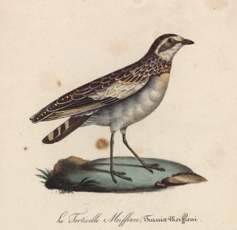 Куропатки Маффрена (лист из альбома литографий "Галерея птиц... королевского сада", изданного в Париже в 1825 году)