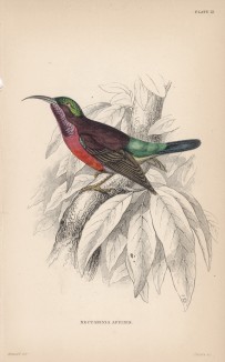 Нектарница Nectarinia affinis (лат.) (лист 21 тома XVI "Библиотеки натуралиста" Вильяма Жардина, изданного в Эдинбурге в 1843 году)