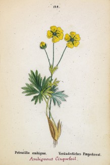 Лапчатка обманчивая (Potentilla ambigua (лат.)) (лист 142 известной работы Йозефа Карла Вебера "Растения Альп", изданной в Мюнхене в 1872 году)