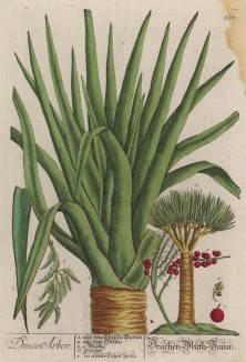 Драцена (Draco Arbor (лат.)) -- род растений семейства иглицевые. Представлен, по разным данным, 40 или 150 видами деревьев и суккулентных кустарников (лист 358 "Гербария" Элизабет Блеквелл, изданного в Нюрнберге в 1757 году)