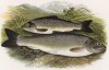 Форель черноплавниковая (иллюстрация к "Пресноводным рыбам Британии" -- одной из красивейших работ 70-х гг. XIX века, выполненных в технике хромолитографии)