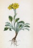 Крестовник седой (Senecio incanus (лат.)) (лист 234 известной работы Йозефа Карла Вебера "Растения Альп", изданной в Мюнхене в 1872 году)