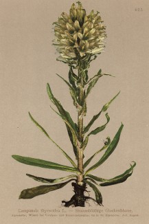 Колокольчик тирсовидный (Campanula thyrsoidea (лат.)) (из Atlas der Alpenflora. Дрезден. 1897 год. Том V. Лист 425)