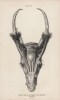 Голова мини-оленя мунтжака (Front view of the head of the Muntjak (англ.)) (лист 20 тома XI "Библиотеки натуралиста" Вильяма Жардина, изданного в Эдинбурге в 1843 году)