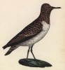 Песчанка (лист из альбома литографий "Галерея птиц... королевского сада", изданного в Париже в 1825 году)