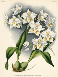 Орхидея ODONTOGLOSSUM CRISPUM AURIFERUM (лат.) (лист DCCXII Lindenia Iconographie des Orchidées - обширнейшей в истории иконографии орхидей. Брюссель, 1900)