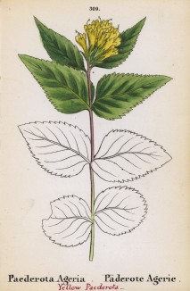 Падерота полевая (Paederota Ageria (лат.)) (лист 309 известной работы Йозефа Карла Вебера "Растения Альп", изданной в Мюнхене в 1872 году)