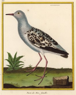 Птица-драчун (турухтан), девочка (из Table des Planches Enluminées d'Histoire Naturelle de M. D'Aubenton (фр.). Утрехт. 1783 год (лист 306))