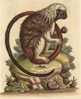 Львиная игрунка. Гравюра Джорджа Эдвардса, 1750 год. 