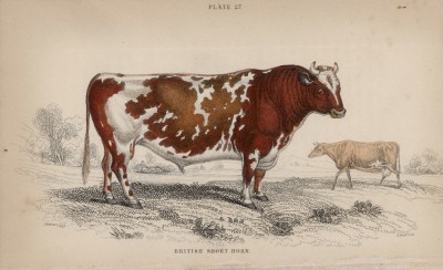 Британский шортхорн (Short horned breed (англ.)) (лист 27 тома X "Библиотеки натуралиста" Вильяма Жардина, изданного в Эдинбурге в 1843 году)