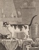 Домашняя кошка (лист XXIII иллюстраций ко второму тому знаменитой "Естественной истории" графа де Бюффона, изданному в Париже в 1749 году)