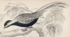Серебристый фазан (Phasianus nycthemerus (лат.)) (лист 18 тома XX "Библиотеки натуралиста" Вильяма Жардина, изданного в Эдинбурге в 1834 году)