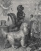 Немецкие пудели из "Книги собак" Веро Шоу, изданной в Лондоне в 1881 году