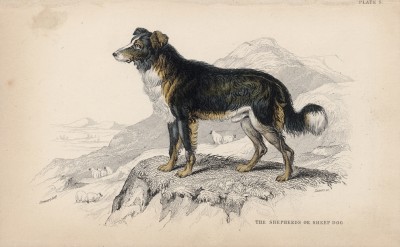 Длинношерстная овчарка (Canis Domesticus (лат.)) (лист 5 тома V "Библиотеки натуралиста" Вильяма Жардина, изданного в Эдинбурге в 1840 году)