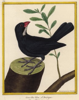 Американский дубонос из семейства кардиналовых (из Table des Planches Enluminées d'Histoire Naturelle de M. D'Aubenton (фр.). Утрехт. 1783 год (лист 154))