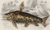 Ягуаровый кошачий сом (Arius oncina (лат.)) (лист 4 XXXIX тома "Библиотеки натуралиста" Вильяма Жардина, изданного в Эдинбурге в 1860 году)