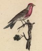 Северный зяблик (Fringilla Borealis (лат.)) (лист из альбома литографий "Галерея птиц... королевского сада", изданного в Париже в 1822 году)