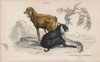 Козы непальская и верхнеегипетская (Nepal goat and the goat of upper Egypt (англ.)) (лист 10 тома X "Библиотеки натуралиста" Вильяма Жардина, изданного в Эдинбурге в 1843 году)