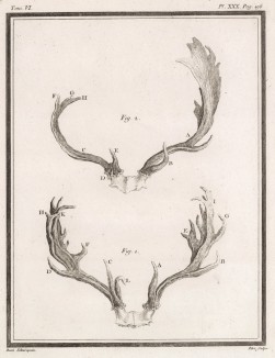Рога (лист XXX иллюстраций к шестому тому знаменитой "Естественной истории" графа де Бюффона, изданному в Париже в 1756 году)