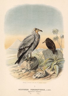 Обыкновенные стервятники (справа - птенец) в 1/5 натуральной величины (лист XLVII красивой работы Оскара фон Ризенталя "Хищные птицы Германии...", изданной в Касселе в 1894 году)