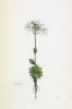 Крупка звездчатая (Draba stellata (лат.)) (лист 63 известной работы Йозефа Карла Вебера "Растения Альп", изданной в Мюнхене в 1872 году)