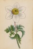 Ветреница, или анемона альпийская (Anemone alpina (лат.)) (лист 6 известной работы Йозефа Карла Вебера "Растения Альп", изданной в Мюнхене в 1872 году)