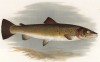 Большеголовый голец в естественной среде обитания (иллюстрация к "Пресноводным рыбам Британии" -- одной из красивейших работ 70-х гг. XIX века, выполненных в технике хромолитографии)