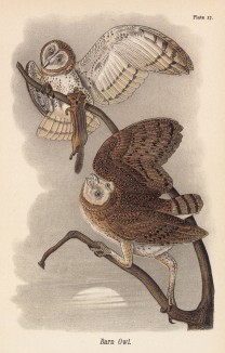 Совы-сипухи (Strix pratincola) (лист 17 известной работы Бенджамина Уоррена "Птицы Пенсильвании", изданной в США в 1890 году (иллюстрации изготовлены по мотивам оригиналов Джона Одюбона))