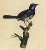 Крапивник великолепный (лист из альбома литографий "Галерея птиц... королевского сада", изданного в Париже в 1825 году)