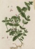 Дубравник чесночный (лат. Teucrium scordium) — вид растений рода дубравник (Teucrium) семейства яснотковые (Lamiaceae). Распространён в Евразии и Африке (лист 475 "Гербария" Элизабет Блеквелл, изданного в Нюрнберге в 1760 году)