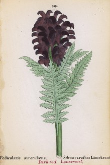 Мытник тёмно-красный (Pedicularis atrorubens (лат.)) (лист 319 известной работы Йозефа Карла Вебера "Растения Альп", изданной в Мюнхене в 1872 году)