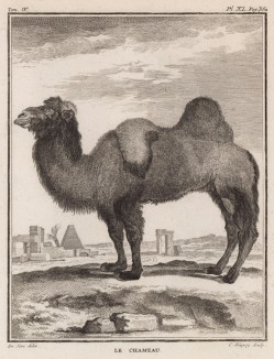 Двугорбый верблюд, или бактриан (лист XL иллюстраций к четвёртому тому знаменитой "Естественной истории" графа де Бюффона, изданному в Париже в 1753 году)
