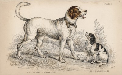Сенбернар (Great St. Bernard dog (англ.)) и спаниель короля Карла (лист 6 тома V "Библиотеки натуралиста" Вильяма Жардина, изданного в Эдинбурге в 1840 году)
