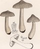 Рядовка заострённая, Tricholoma virgatum Fr. (лат.). Дж.Бресадола, Funghi mangerecci e velenosi, т.I, л.37. Тренто, 1933