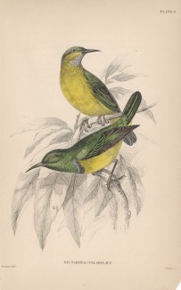 Нектарница Nectarinia collaris (лат.) (лист 6 тома XVI "Библиотеки натуралиста" Вильяма Жардина, изданного в Эдинбурге в 1843 году)