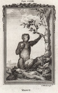 Магот, или бесхвостый макак, он же варварийская обезьяна (лист CCLXI)