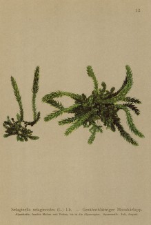 Селагинелла плауновидная ( Selaginella selaginoides (лат.)) (из Atlas der Alpenflora. Дрезден. 1897 год. Том I. Лист 12)