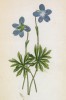 Фиалка рассечённая (перистая) (Viola pinnata (лат.)) (лист 73 известной работы Йозефа Карла Вебера "Растения Альп", изданной в Мюнхене в 1872 году)
