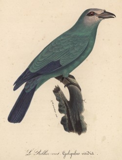 Оливковый дрозд (Galgylus viridis (лат.)) (лист из альбома литографий "Галерея птиц... королевского сада", изданного в Париже в 1822 году)