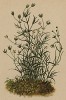 Мерингия мшистая (Mohringia muscosa (лат.)) (из Atlas der Alpenflora. Дрезден. 1897 год. Том II. Лист 110)
