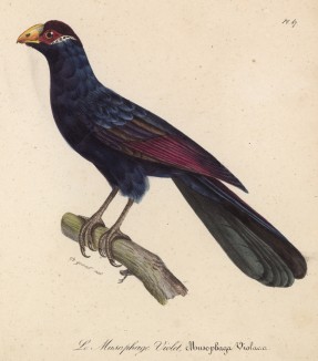 Фиолетовый турако (Musophaga violacea (лат.)) (лист из альбома литографий "Галерея птиц... королевского сада", изданного в Париже в 1822 году)