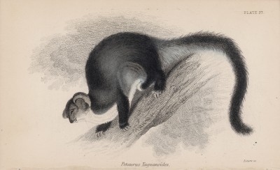 Австралийский тагуан (Petaurus Taguanoides (лат.)) (лист 27 тома VIII "Библиотеки натуралиста" Вильяма Жардина, изданного в Эдинбурге в 1841 году)