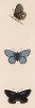 Бабочка голубянка красивая, или голубянка адонис (лат. Papilio Bellargus). History of British Butterflies Френсиса Морриса. Лондон, 1870, л.63