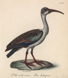 Ибис длиннокрылый (лист из альбома литографий "Галерея птиц... королевского сада", изданного в Париже в 1825 году)
